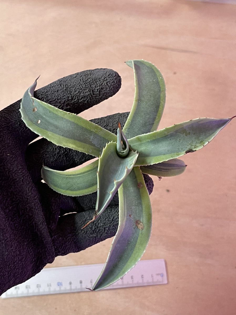 アガべ オバティフォリア斑入り オルカ agave 1 【公式通販】