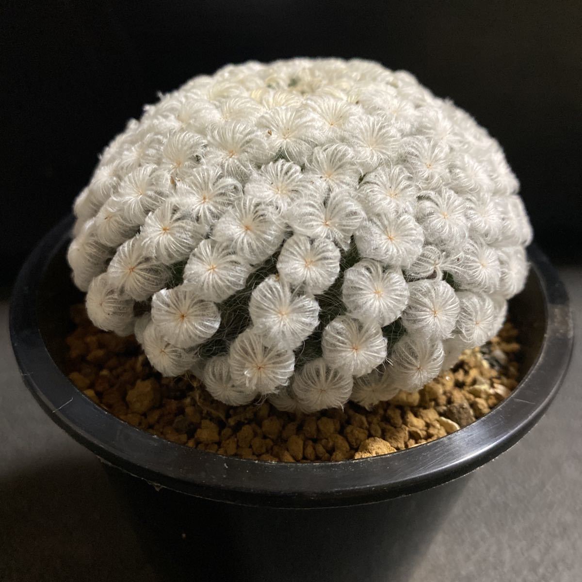 希少美株！ 仏頭白星 実生 マミラリア サボテン 多肉植物 (サボテン