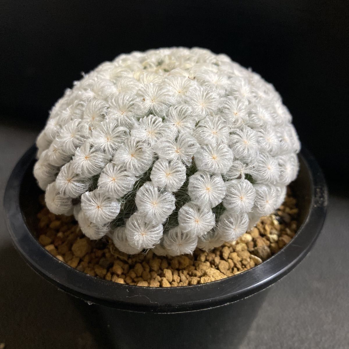 希少美株！ 仏頭白星 実生 マミラリア サボテン 多肉植物 (サボテン
