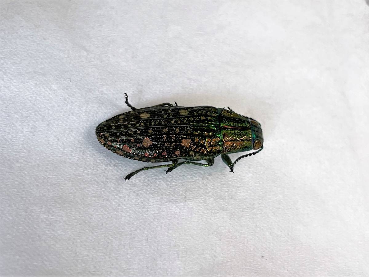 日本の甲虫標本】東京都府中市産 アオマダラタマムシ 【約22ミリ】(虫