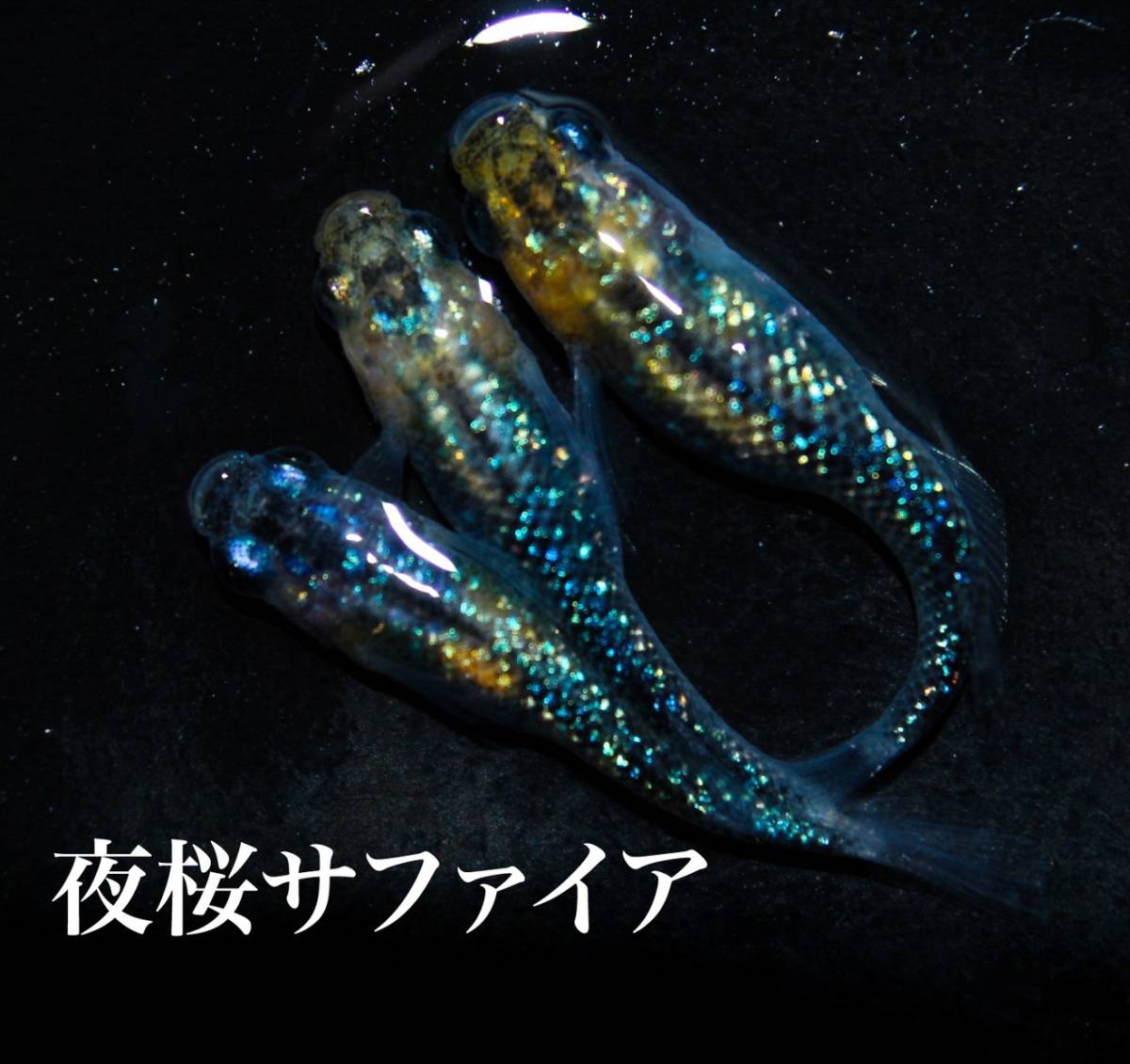 【凪メダカ】夜桜サファイアF1 親魚　現物 右京めだか】超極上！！ 「夜桜 サファイア めだか」 有精卵15個