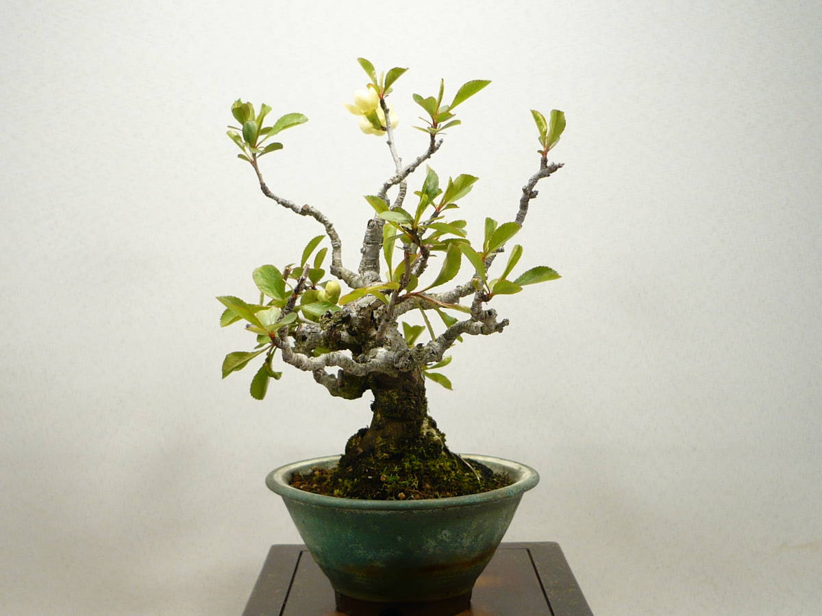 雲龍梅　古木　白花　７号ポットつき　古株❗　② ☆小品盆栽☆ 白花 長寿梅 （ちょうじゅばい） 古木優良素材 父の日の