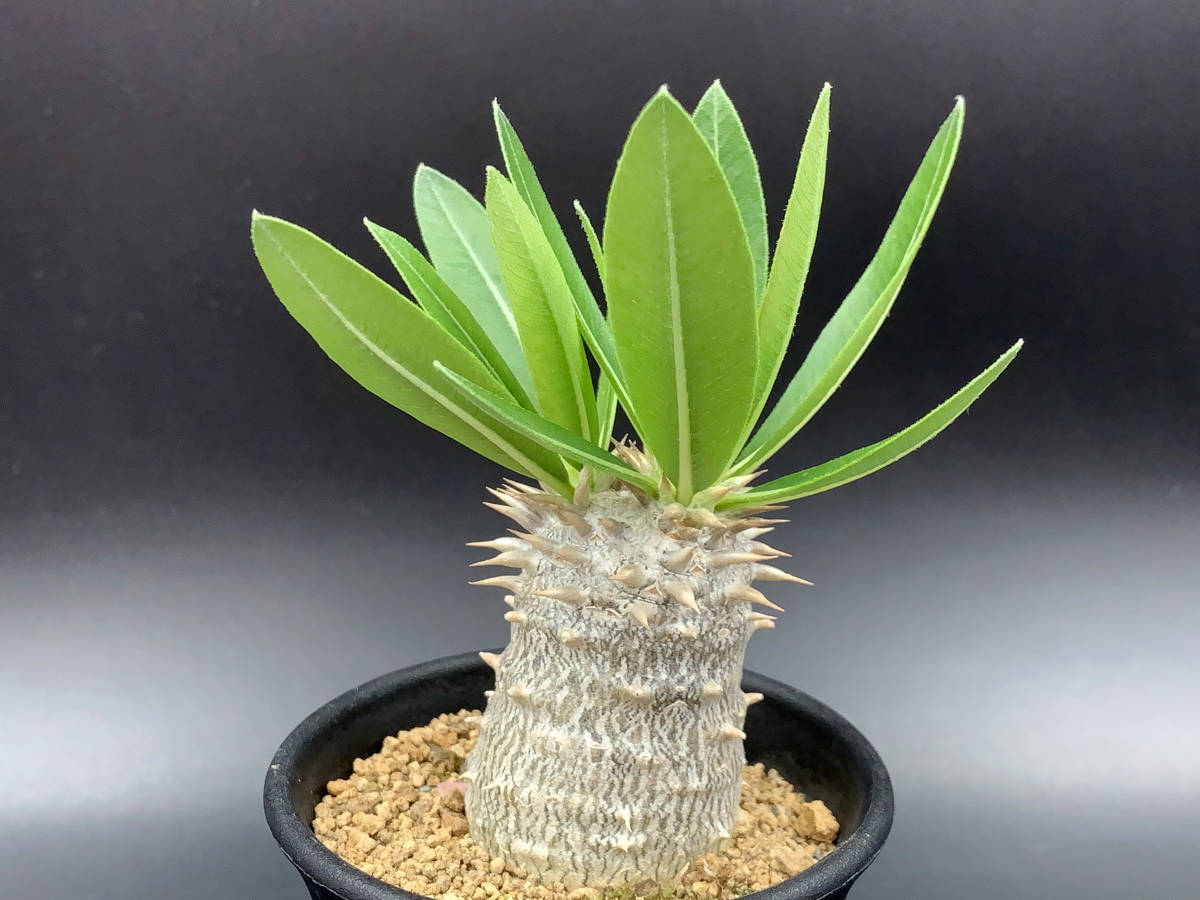 橙艶竜⁄大輪咲花サボテン ヘリアントプシス 多肉植物 サボテン