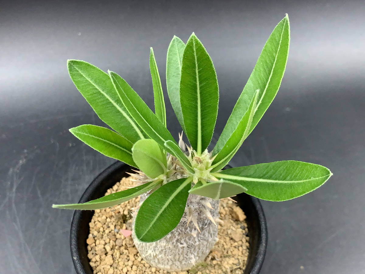 【現品】多肉植物　大型大輪咲花サボテン 星火2 橙艶竜⁄大輪咲花サボテン ヘリアントプシス 多肉植物 サボテン