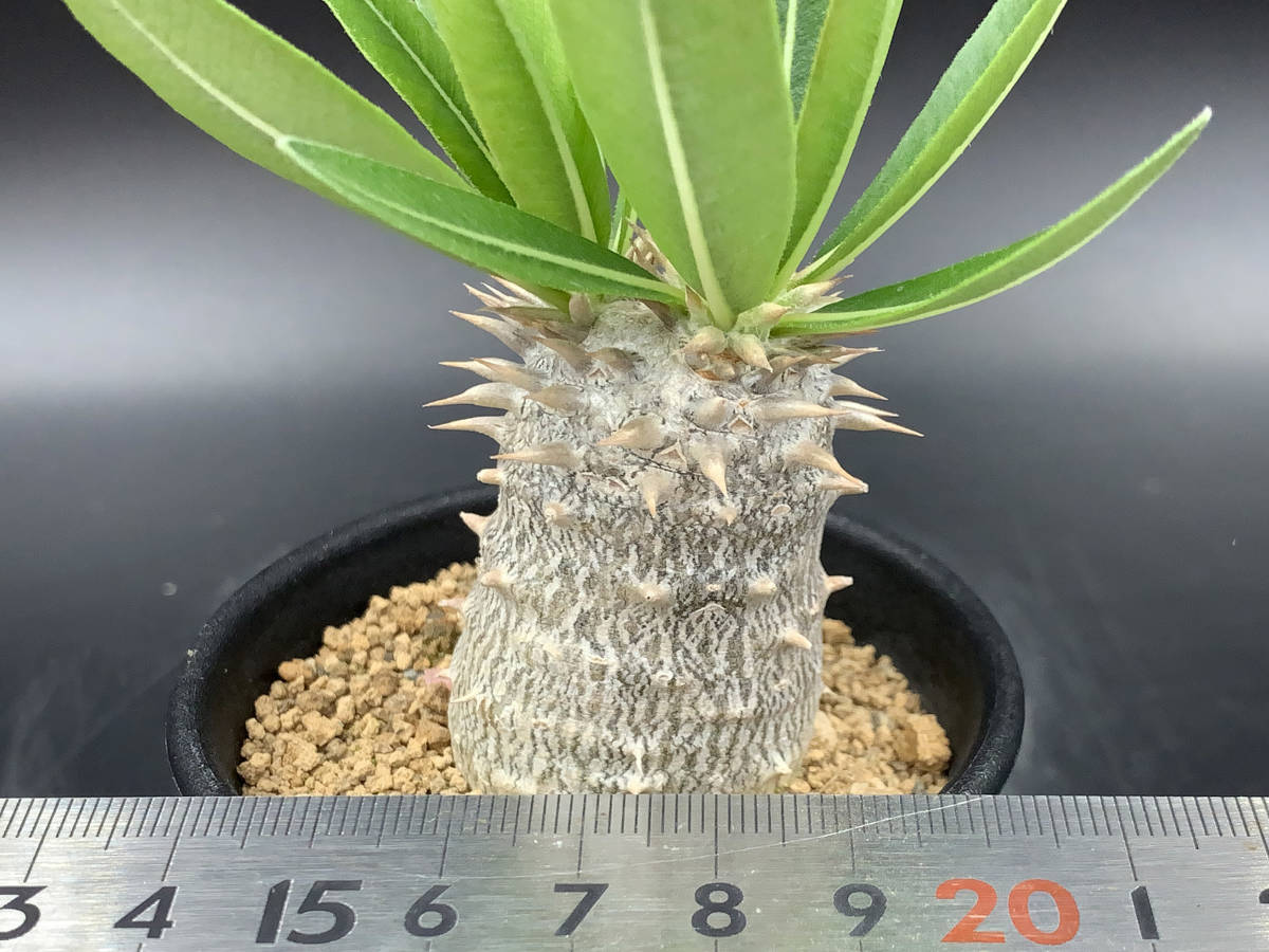 【現品】多肉植物　大型大輪咲花サボテン 星火2 橙艶竜⁄大輪咲花サボテン ヘリアントプシス 多肉植物 サボテン