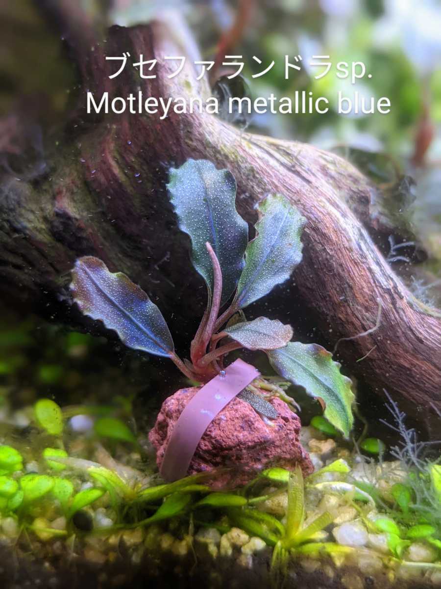 ラスト株 ブセファランドラsp.Bucephalandra sp. ”Motleyana metallic