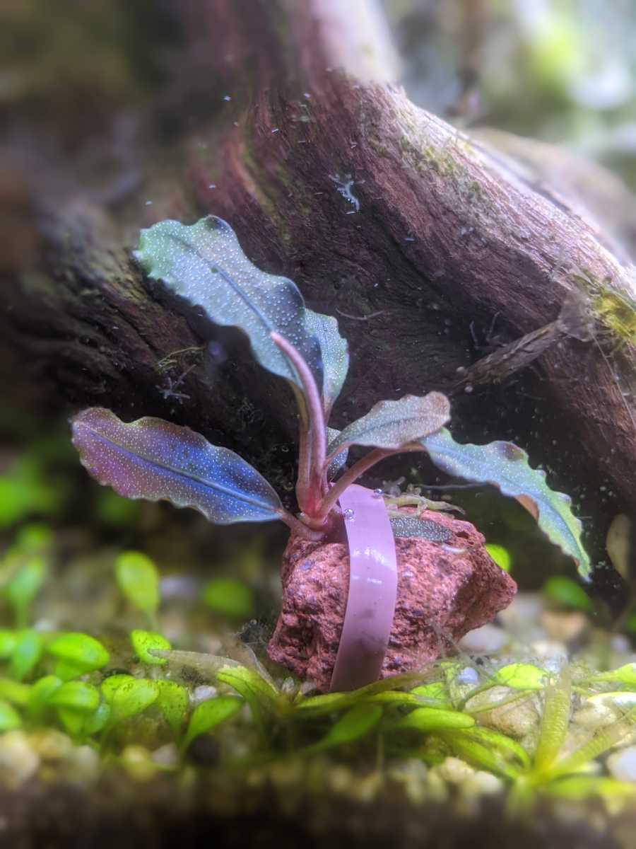 Bucephalandra sp. Deep purple 2芽付き（ラスト株 ブセファランドラsp 