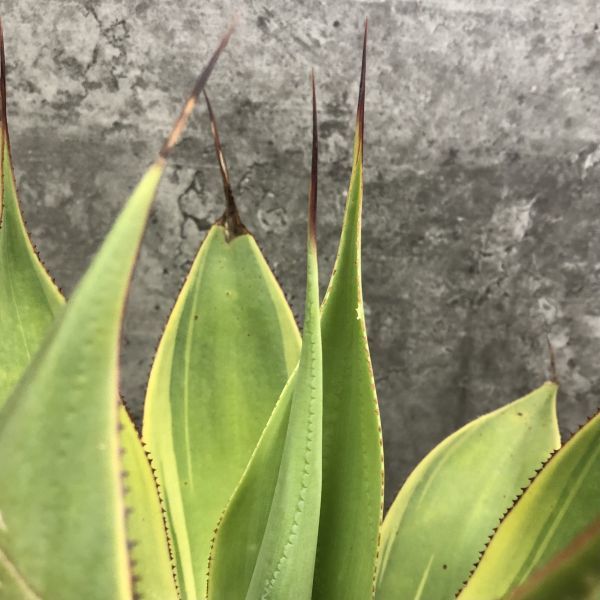 P7355】☆超希少斑入り株☆ アガベ ブルーフレーム Agave Blue flame