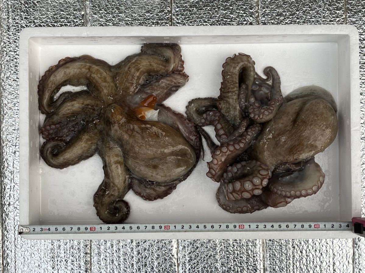 1円 たこ タコ 中大サイズ 生真だこ 2杯 約1790g 内蔵 墨処理後 約1630g 兵庫県 淡路島産 活冷凍 ヤマト冷凍便60サイズ割引有 タコ 売買されたオークション情報 Yahooの商品情報をアーカイブ公開 オークファン Aucfan Com