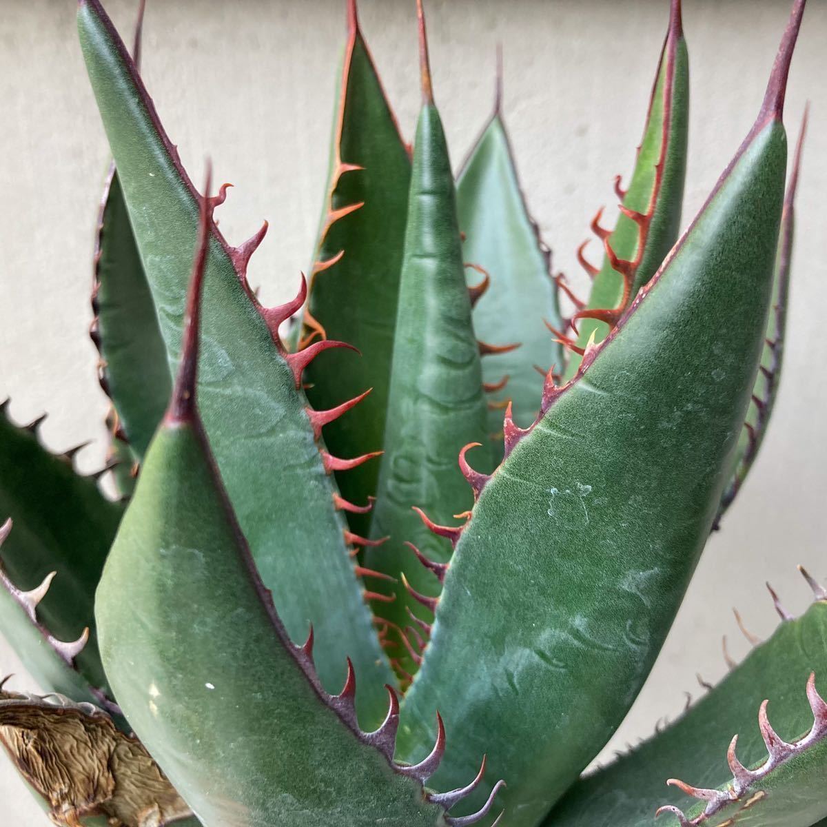 シャウィー 特選大株 US輸入 アガベ agave shawii 検)チタノタ  