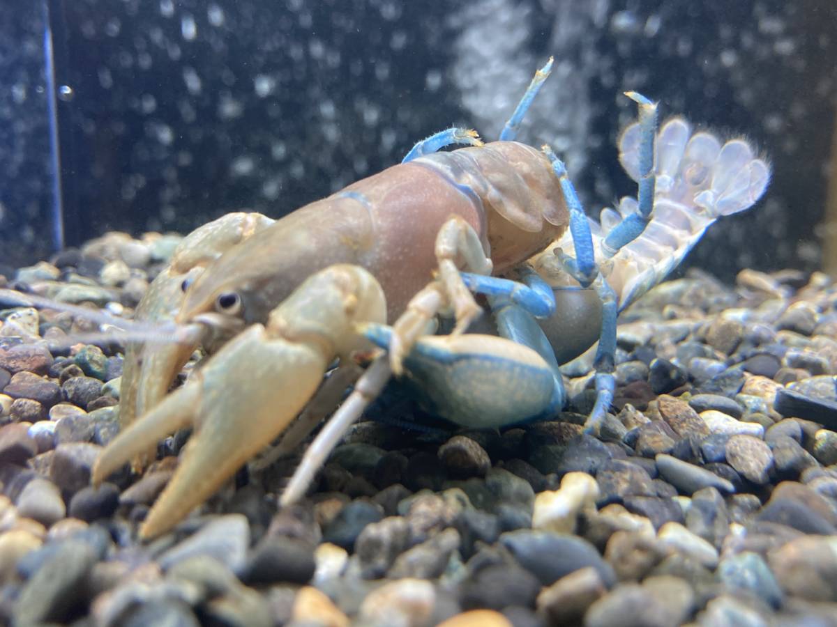 不思議沼 ニホンザリガニブルー 最強遺伝子オス一匹 【公式通販】