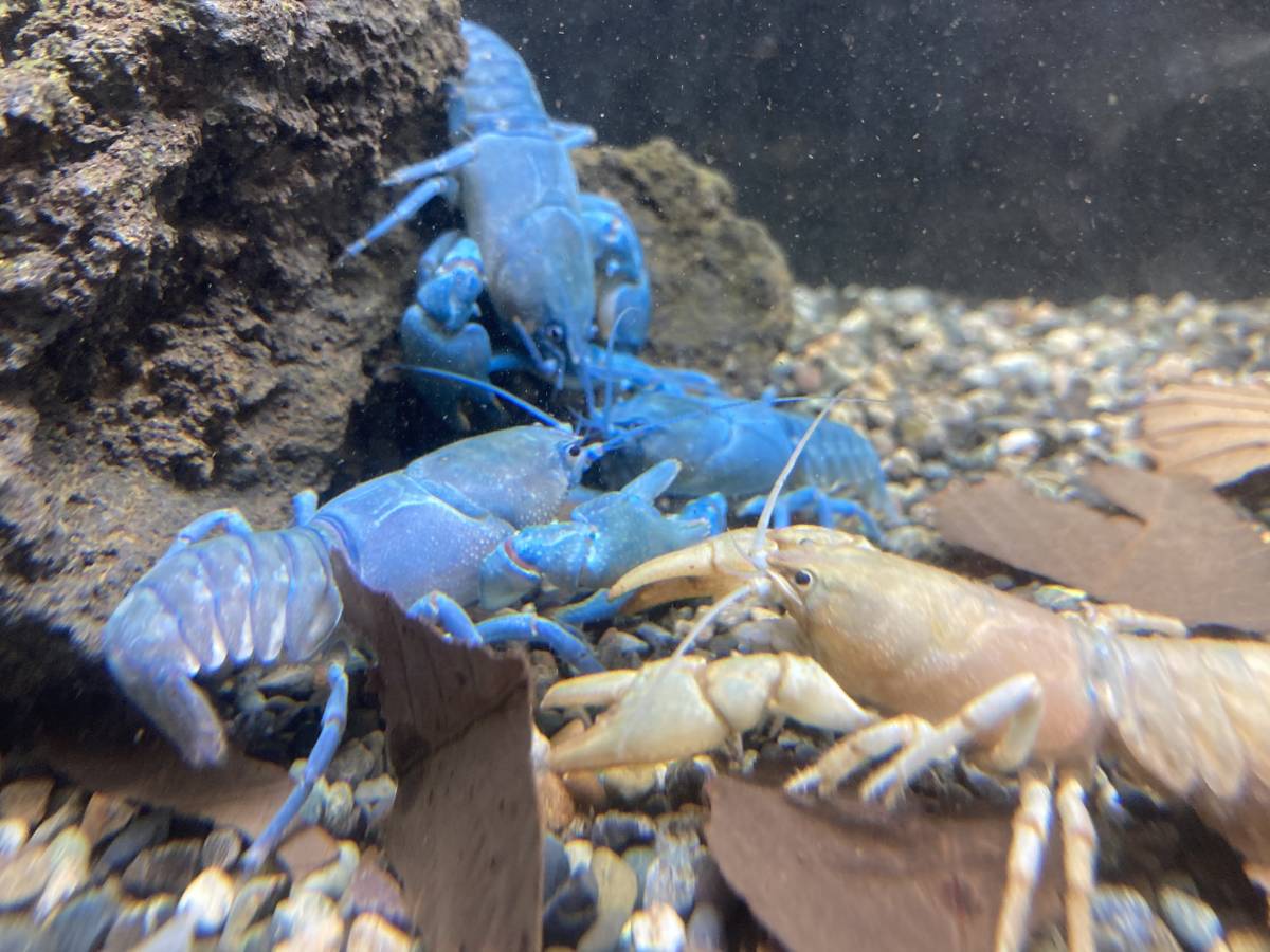 不思議沼 ニホンザリガニブルー 最強遺伝子オス一匹 【公式通販】
