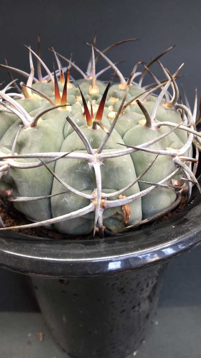 ギムノカリキウム 光琳玉 実生