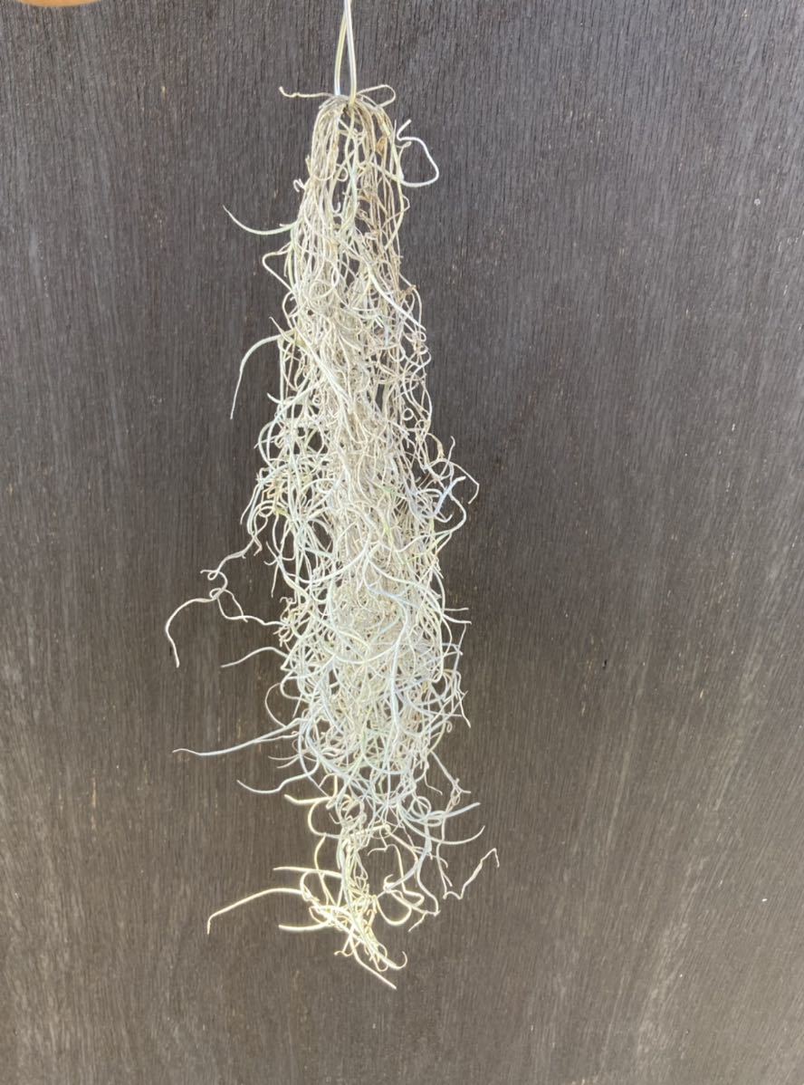 チランジア エアプランツ ウスネオイデス 花 開花中 Tillandsia Usneoides ブロメリア 多肉植物 アナナス 売買されたオークション情報 Yahooの商品情報をアーカイブ公開 オークファン Aucfan Com チランジア エアプランツ ウスネオイデス 花 開花中 Tillandsia Usneoides ブロメリア 多肉植物 アナナス 売買されたオークション情報 Yahooの商品情報をアーカイブ公開 オークファン Aucfan Com