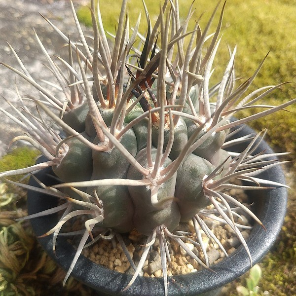 観葉植物 魔天竜 台付き
