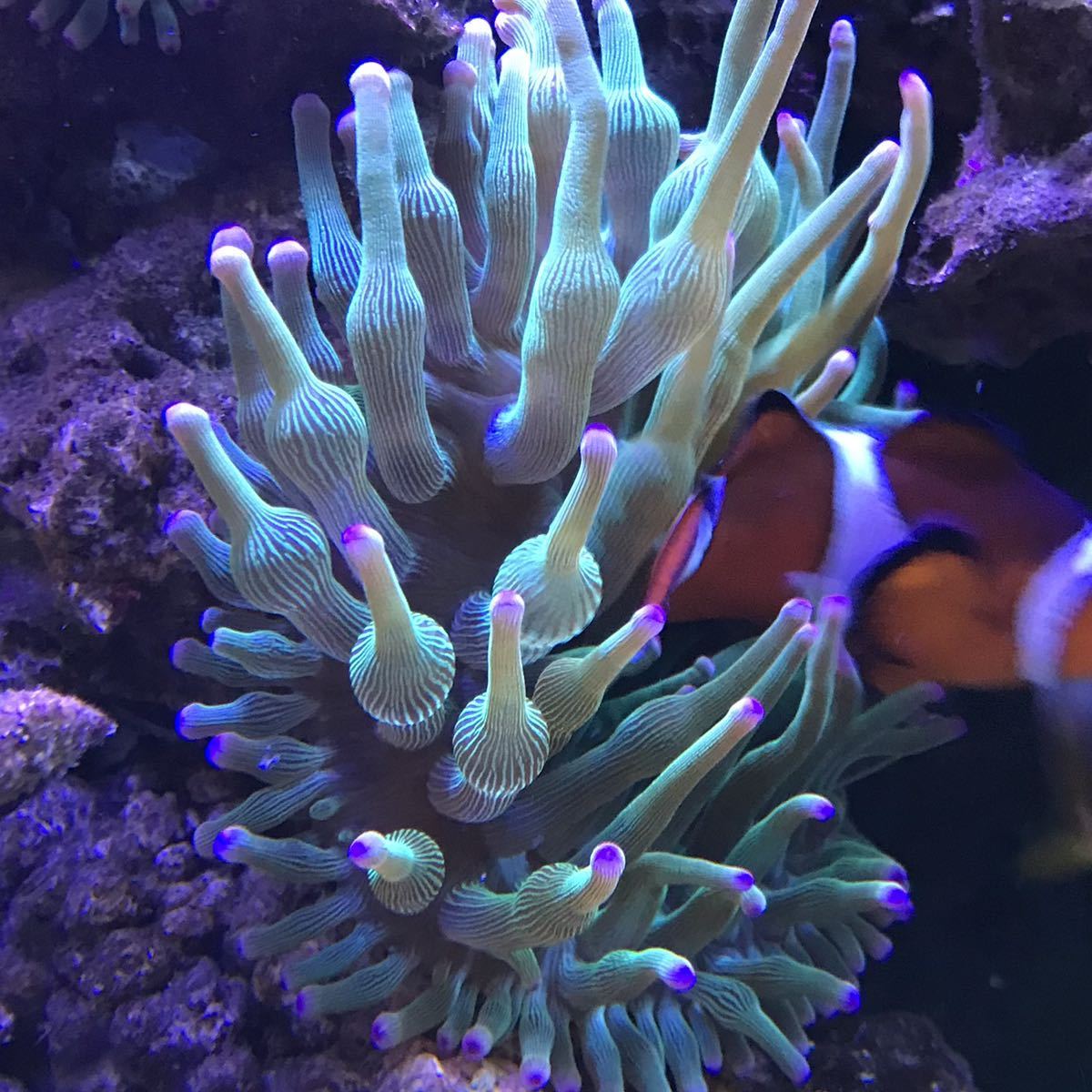 サンゴイソギンチャク グリーン ピンク サンイソ 海水魚 売買されたオークション情報 Yahooの商品情報をアーカイブ公開 オークファン Aucfan Com