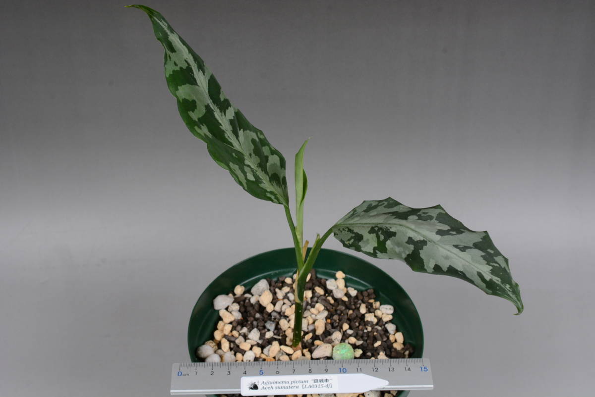 LA便ネームド株 銀戦車 Aglaonema pictum 