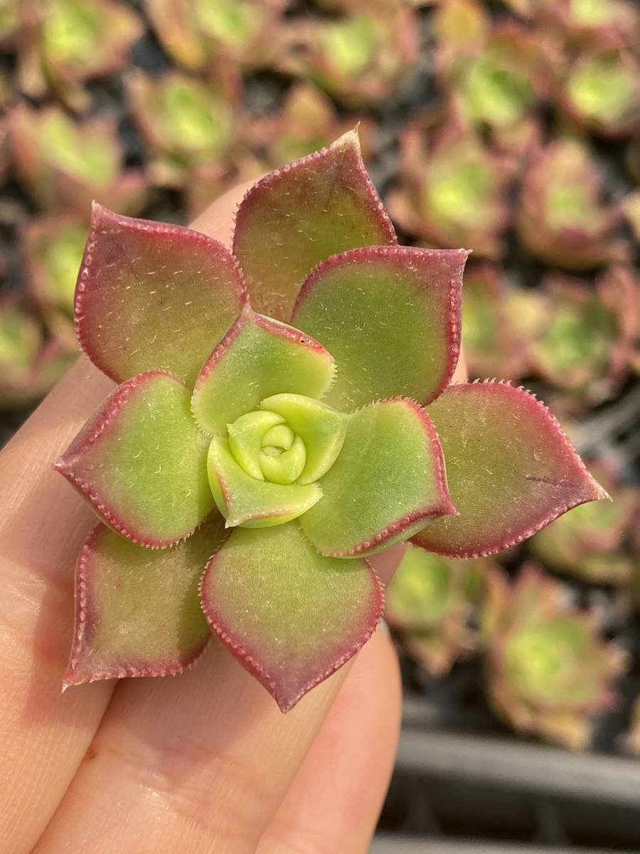多肉植物 エケベリア ベンケイソウ科 セダム属 スアベオレンス 25個 サボテン 観葉植物 花 園芸 東京在庫 最短当日出荷cd256 Www Nuvisionhighschool Com