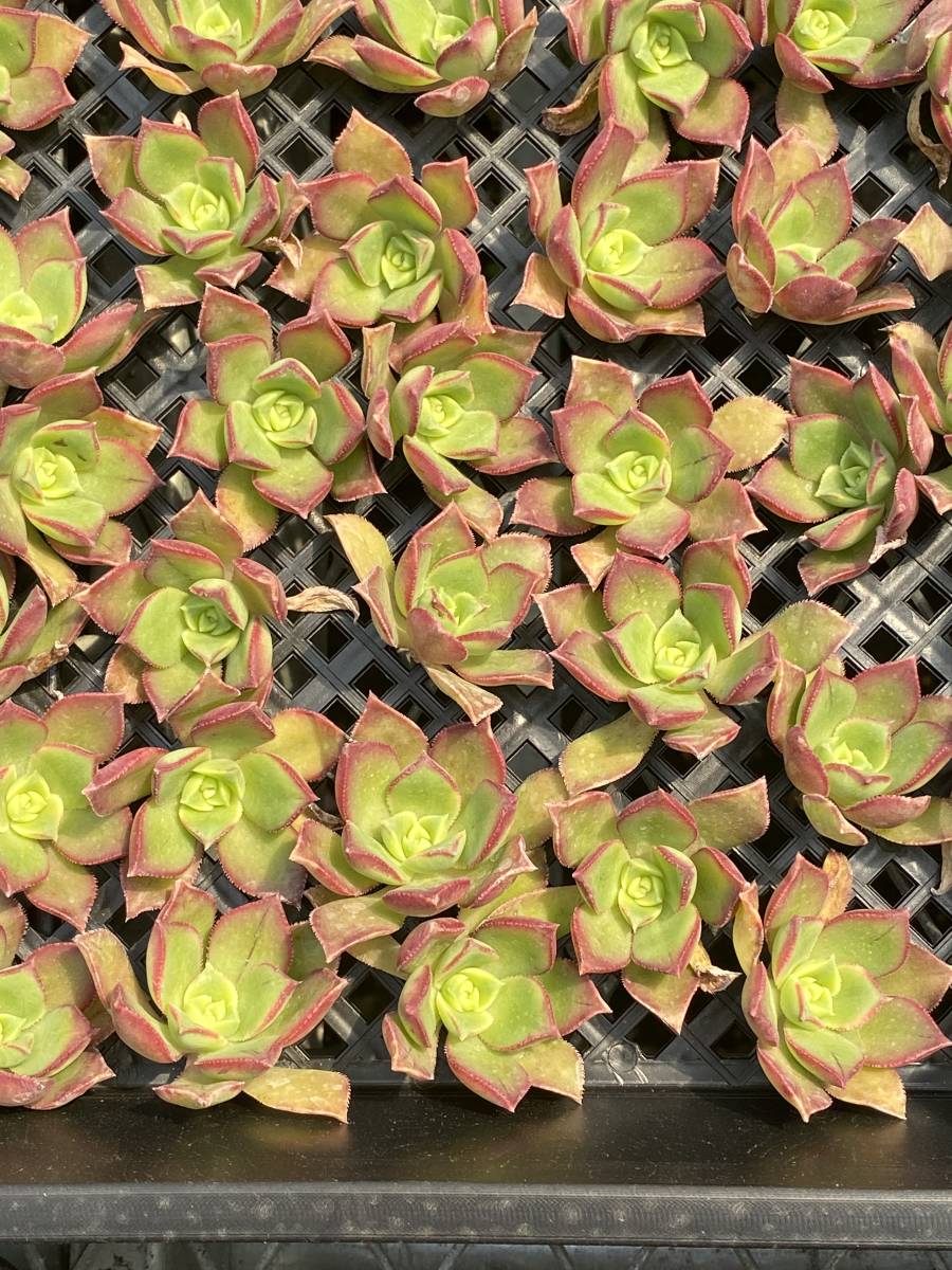 多肉植物 エケベリア ベンケイソウ科 セダム属 スアベオレンス 25個 サボテン 観葉植物 花 園芸 東京在庫 最短当日出荷cd256 Www Nuvisionhighschool Com
