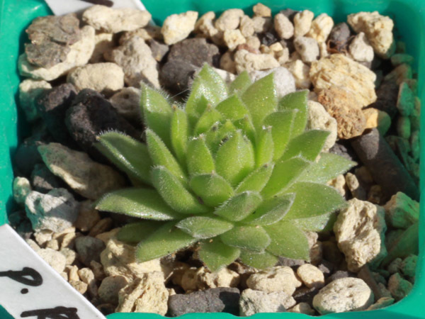 センペルビブム 61 Lovery 多肉植物 Sempervivum センペルビューム 高山植物 センペル センペルビウム サボテン 売買されたオークション情報 Yahooの商品情報をアーカイブ公開 オークファン Aucfan Com