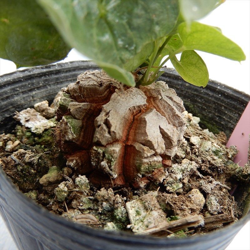 0421-104 亀甲竜 A 9cmポット 多肉植物 現品 【公式通販】