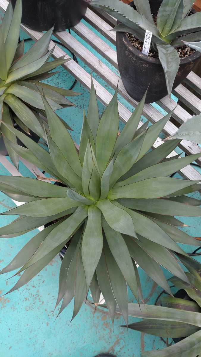 アテナータバリエガータ アガベ アテナータ 風水 観葉植物 アガベ