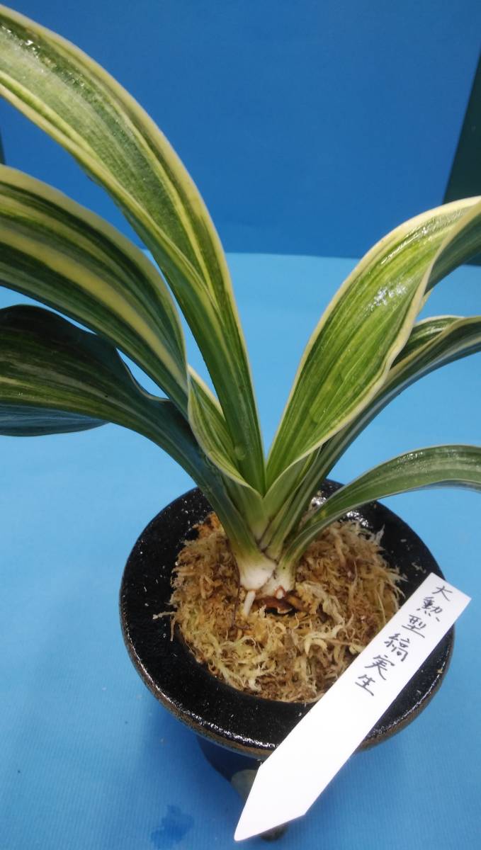 万年青　実生（縞覆輪） 万年青 オモト 大勲型縞実生（縞覆輪） 最上柄(ラン)｜売買された