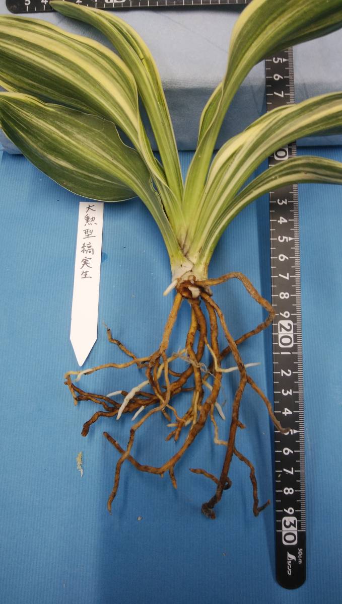万年青 オモト 大勲型縞実生（縞覆輪） 最上柄(ラン)｜売買された