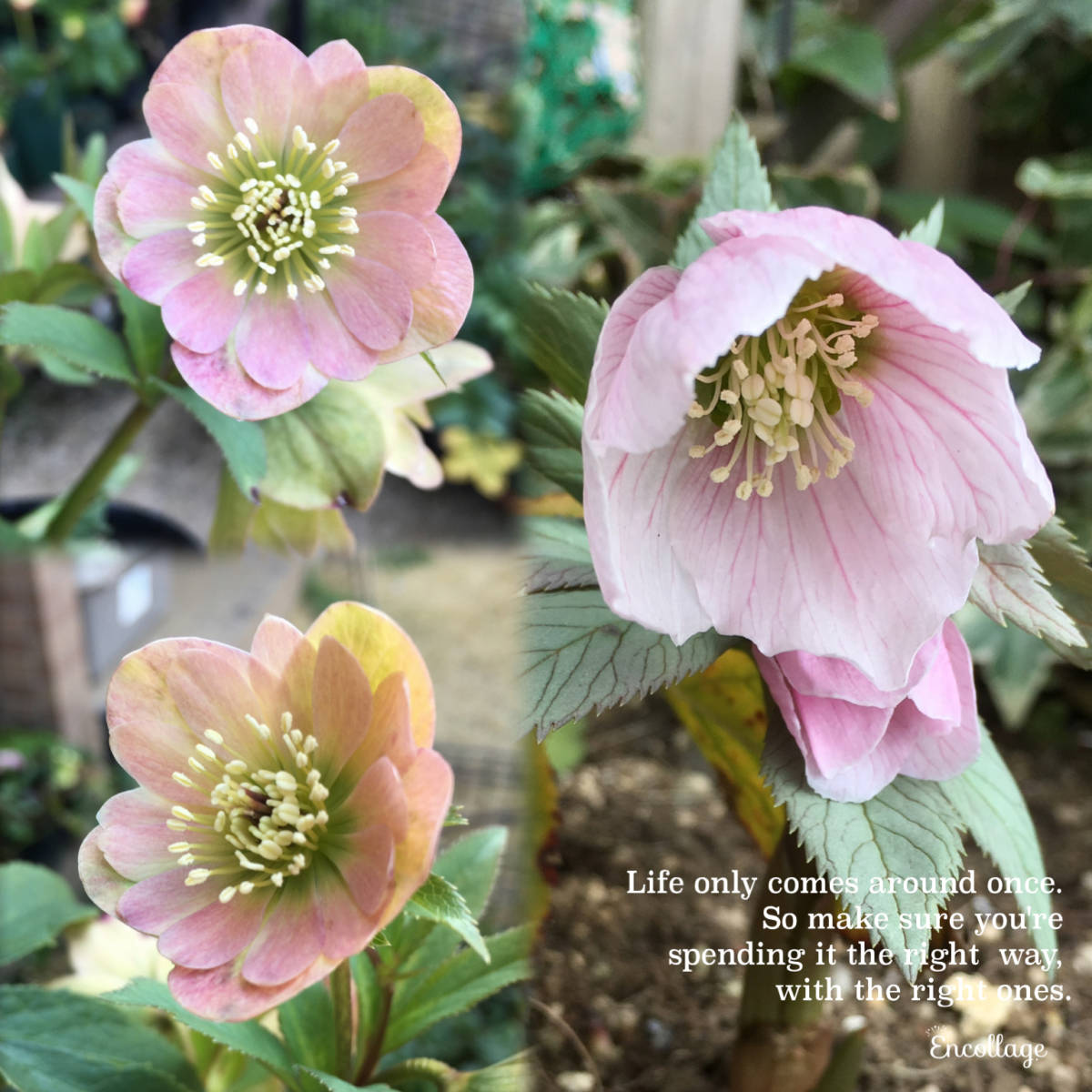 クリスマスローズ 超貴重オリジナルチベタヌス交配「デュメ系ダブル