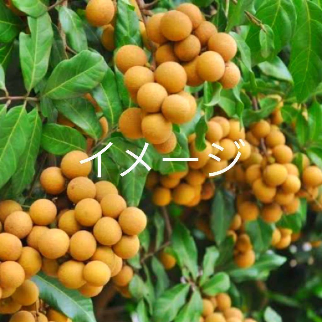 竜眼 木 リュウガン苗 品種 大潤帝