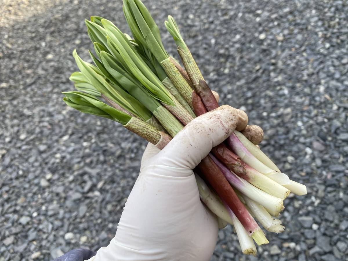 北海道中標津町産 行者にんにく（約1か月分、30粒入り 行者にんにく 
