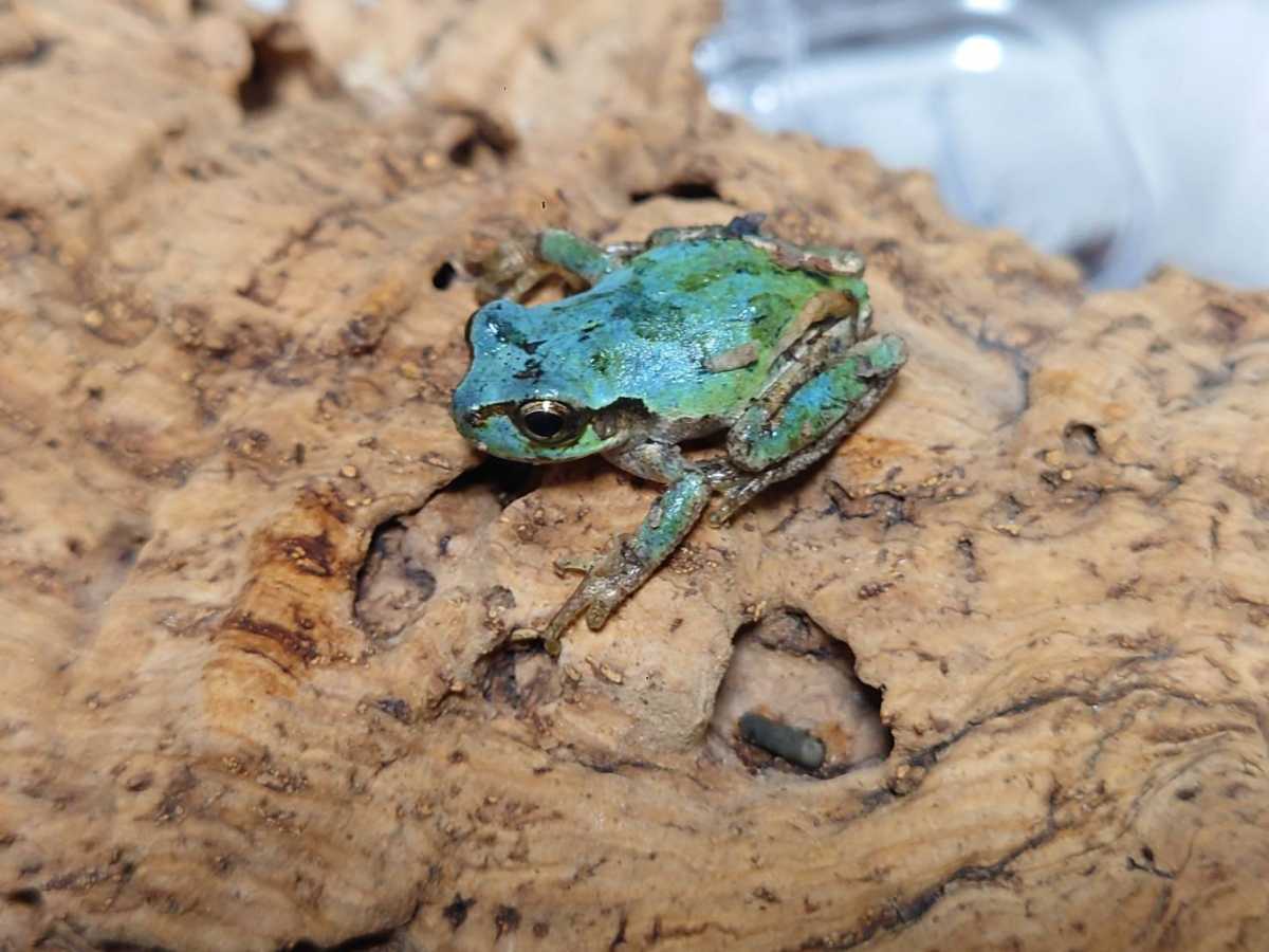 ニホンアマガエル アザン 1匹 カエル カエル 売買されたオークション情報 Yahooの商品情報をアーカイブ公開 オークファン Aucfan Com