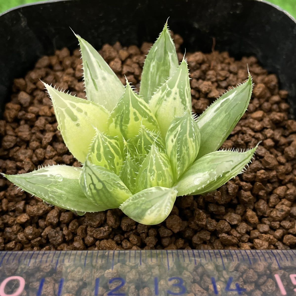 ≧∇≦）多肉植物 ハオルチア 鶴の舞錦 カキ仔 ハオルチア ≧∇≦）