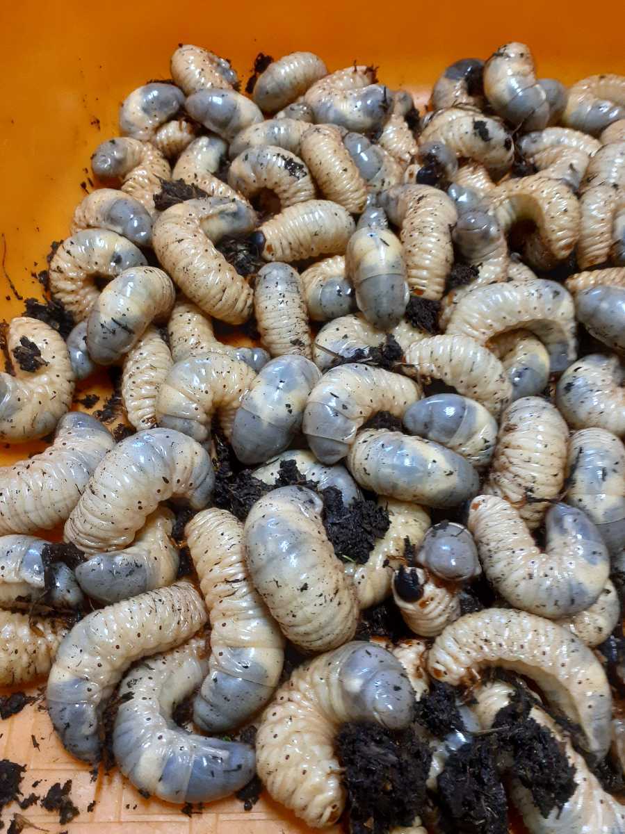 愛知県産 カブトムシ幼虫 匹 A死着補償含む 国産 売買されたオークション情報 Yahooの商品情報をアーカイブ公開 オークファン Aucfan Com