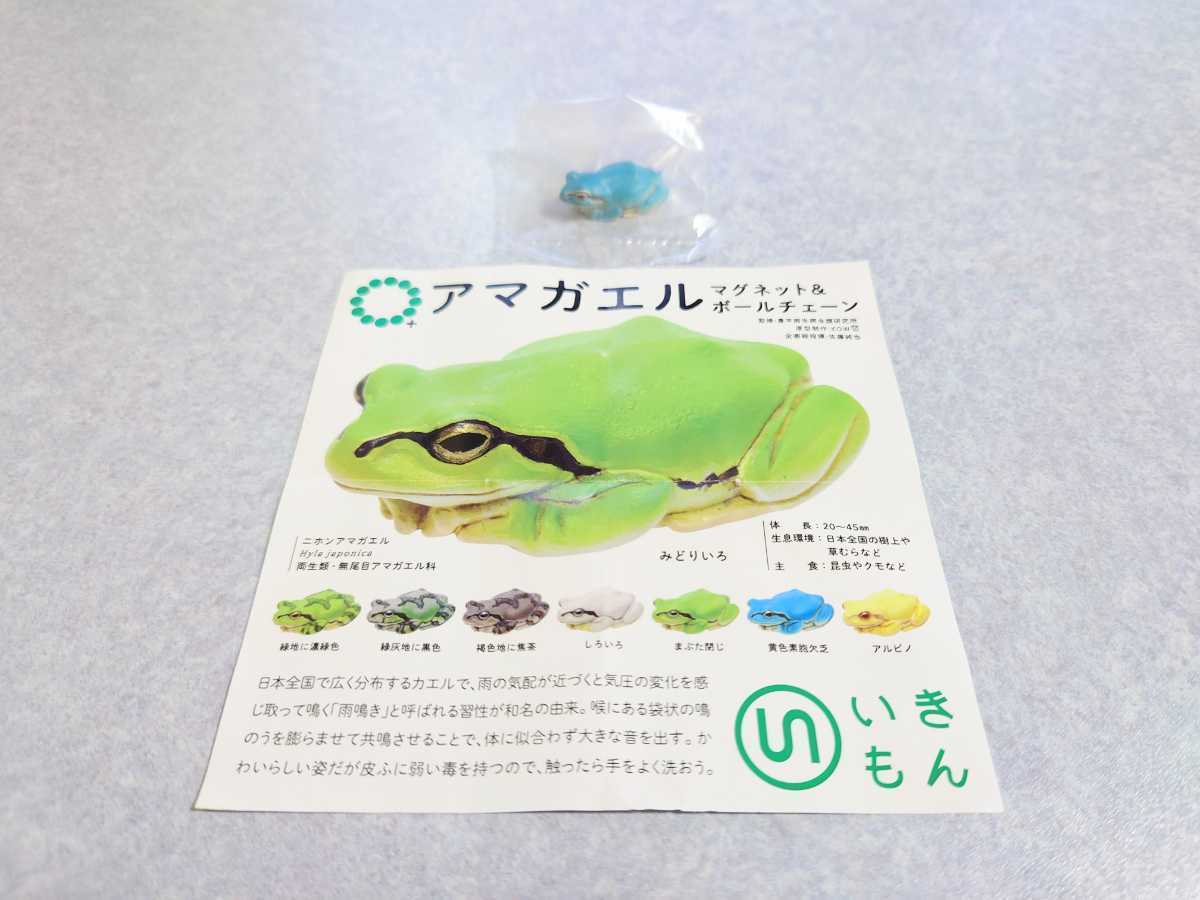 ネイチャーテクニカラー アマガエル ニホンアマガエル 黄色素胞欠乏 青 マグネット カエル 蛙 動物 生物 フィギュア いきもん 生き物 売買されたオークション情報 Yahooの商品情報をアーカイブ公開 オークファン Aucfan Com