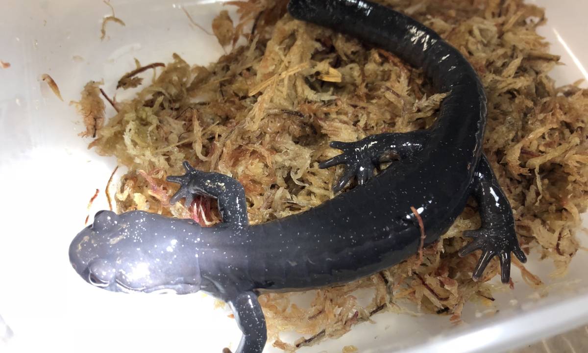 イシヅチサンショウウオ 約178ミリ イモリ サラマンダー 売買されたオークション情報 Yahooの商品情報をアーカイブ公開 オークファン Aucfan Com