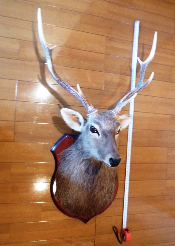 極上品 壁掛け 鹿の剥製 はく製 鹿頭 ハンティングトロフィー 角 オブジェ 標本 インテリア その他 売買されたオークション情報 Yahooの商品情報をアーカイブ公開 オークファン Aucfan Com