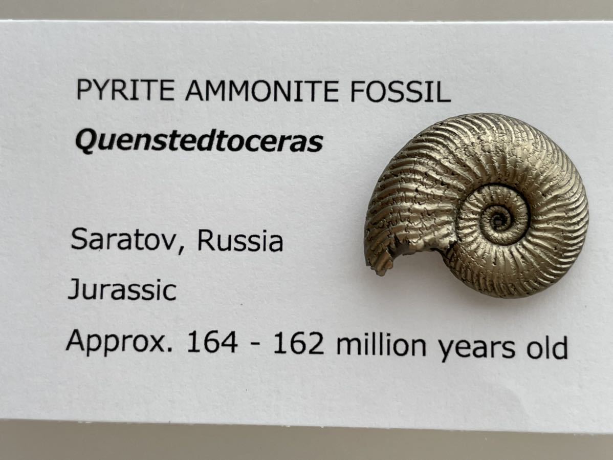 Ammonite Pyritized 0 黄鉄鉱化したアンモナイト（塗装済み完成品