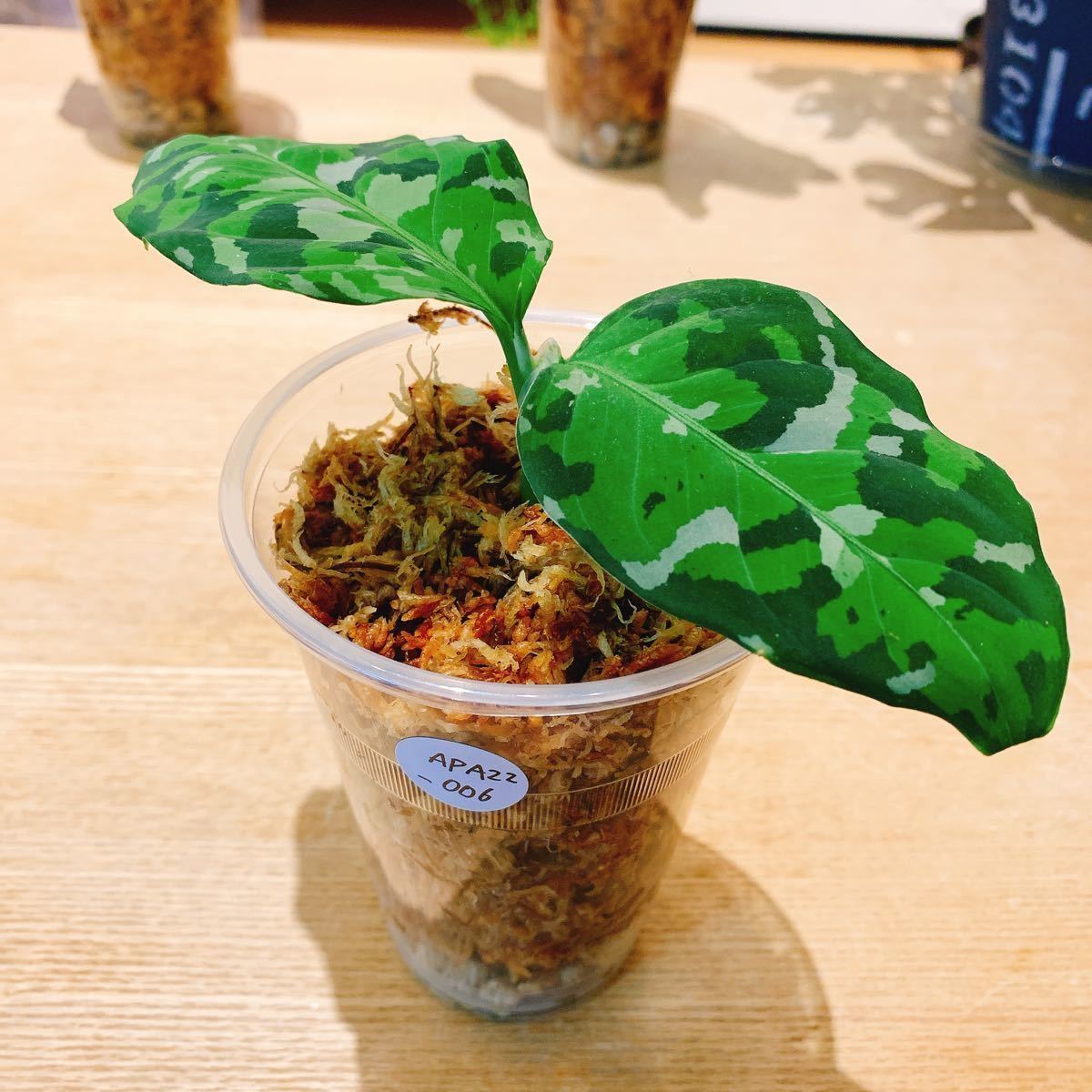 Aglaonema pictum tricolor “ANDAMAN Port Blair North” アグラオネマ  