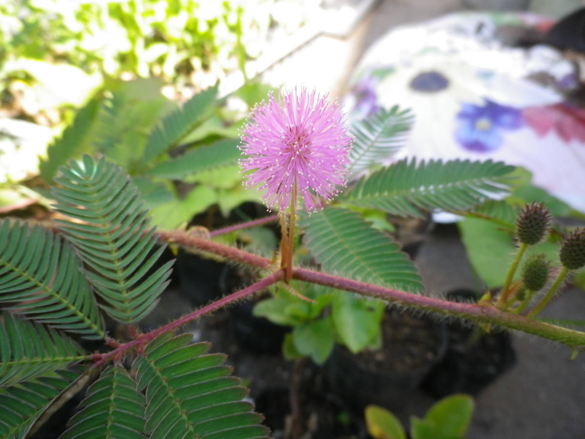 令和3年自家採取 オジギソウの種 ２０粒 ３ 29 種 売買されたオークション情報 Yahooの商品情報をアーカイブ公開 オークファン Aucfan Com