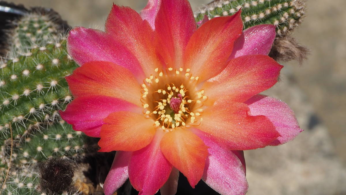 Chamaelobivia Kiba カマエロビビア カマエケレウス 白檀系交配種 花サボテン サボテン 売買されたオークション情報 Yahooの商品情報をアーカイブ公開 オークファン Aucfan Com