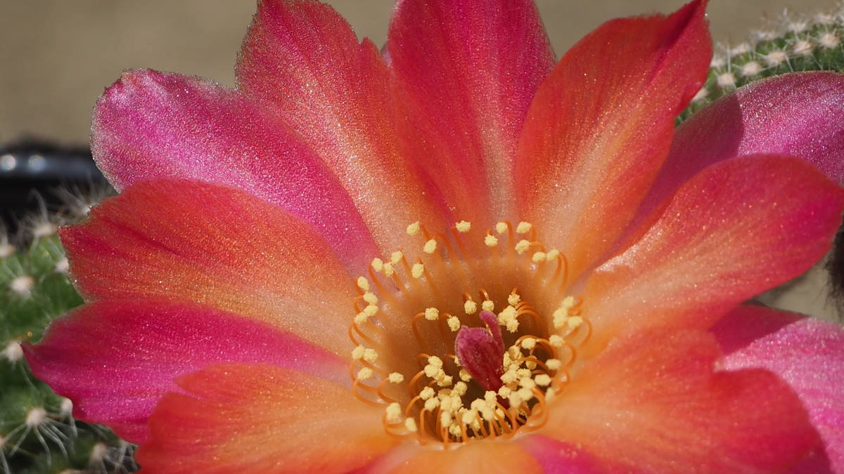 Chamaelobivia Kiba カマエロビビア カマエケレウス 白檀系交配種 花サボテン サボテン 売買されたオークション情報 Yahooの商品情報をアーカイブ公開 オークファン Aucfan Com