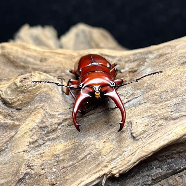 ヒャンホソアカクワガタ （ムルティデンタトゥス）成虫トリオ 