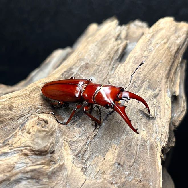 ヒャンホソアカクワガタ （ムルティデンタトゥス）成虫トリオ 