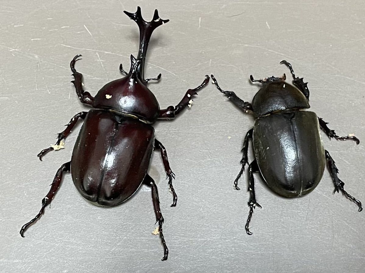 カブトムシ成虫２ペア 国産 売買されたオークション情報 Yahooの商品情報をアーカイブ公開 オークファン Aucfan Com