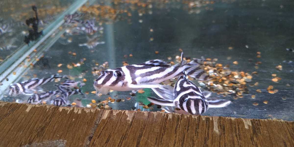 インペリアルゼブラプレコ ブリード 繁殖経験有り 親魚4匹 おまけ繁殖した稚魚匹位 プレコ土管7本 プレコ 売買されたオークション情報 Yahooの商品情報をアーカイブ公開 オークファン Aucfan Com
