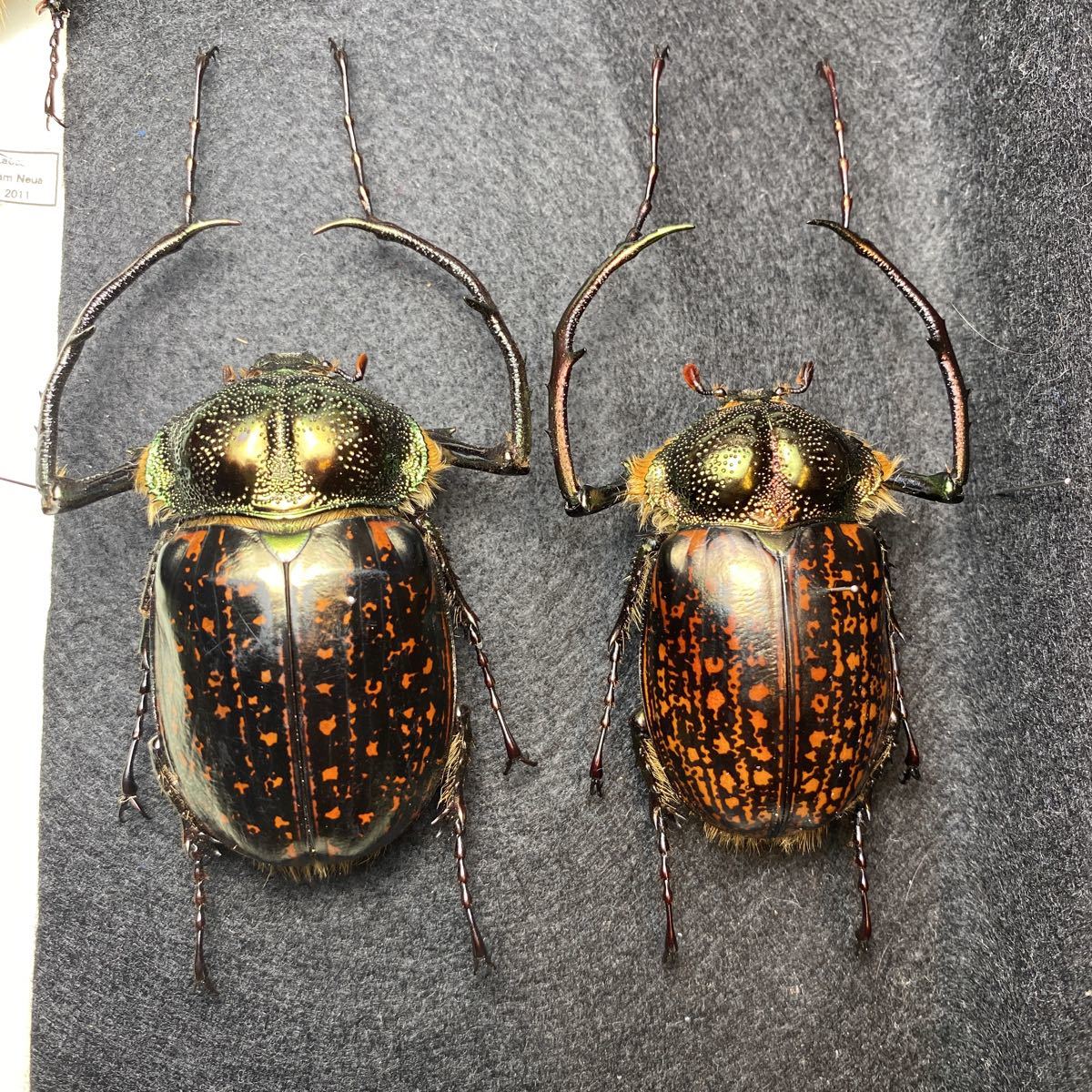 標本 63/57mm バターレルテナガコガネ Cheirotonus battareli(虫類