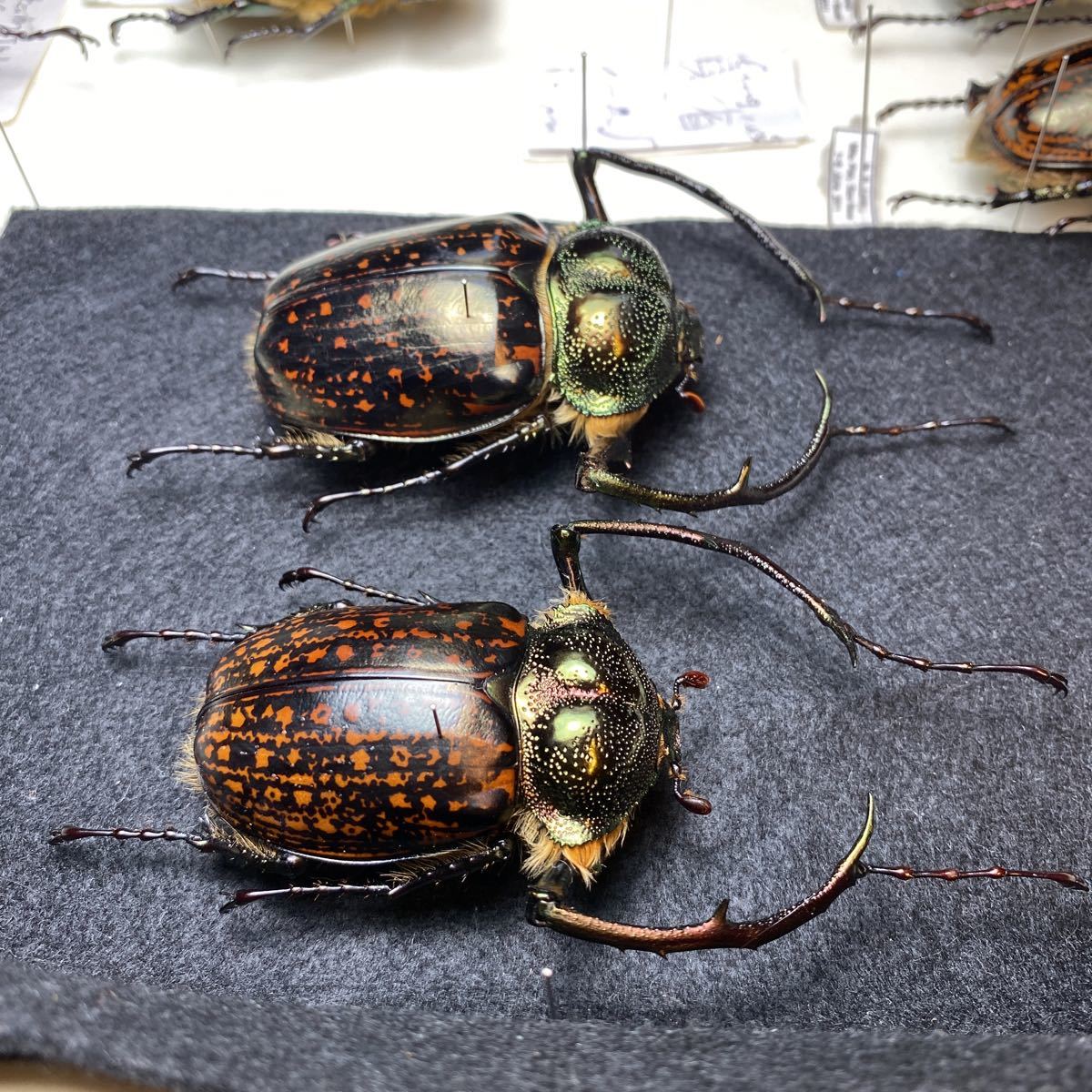 標本 63/57mm バターレルテナガコガネ Cheirotonus battareli(虫類