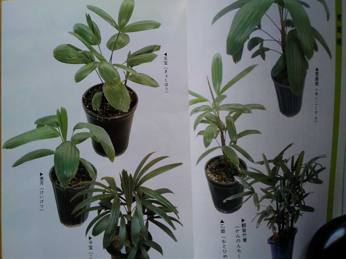 観音竹 棕櫚竹 観棕竹 カンノンチク シュロチクの栽培 育て方 保存版 鉢植えの管理と作業 青葉種 斑入り種 観葉植物 古典園芸植物 ガーデニング 売買されたオークション情報 Yahooの商品情報をアーカイブ公開 オークファン Aucfan Com