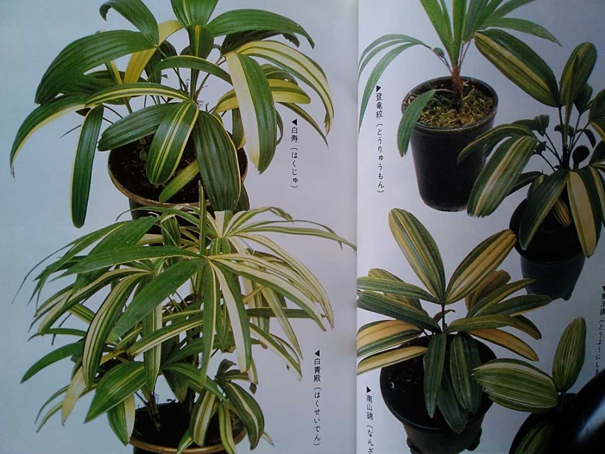 観音竹 棕櫚竹 観棕竹 カンノンチク シュロチクの栽培 育て方 保存版 鉢植えの管理と作業 青葉種 斑入り種 観葉植物 古典園芸植物 ガーデニング 売買されたオークション情報 Yahooの商品情報をアーカイブ公開 オークファン Aucfan Com